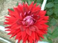 dahlia125.jpg