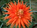 dahlia126.jpg