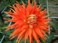 dahlia126.jpg