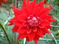 dahlia127.jpg