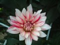 dahlia128.jpg