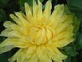 dahlia129.jpg