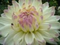 dahlia130.jpg