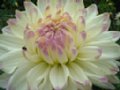 dahlia130.jpg