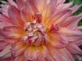 dahlia131.jpg