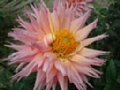 dahlia132.jpg