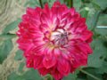 dahlia133.jpg