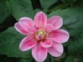 dahlia134.jpg