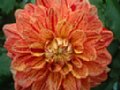 dahlia135.jpg