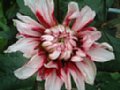 dahlia137.jpg