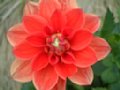 dahlia138.jpg