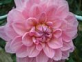 dahlia139.jpg