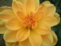 dahlia140.jpg