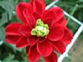 dahlia141.jpg