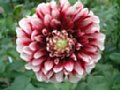 dahlia142.jpg