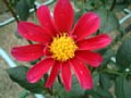 dahlia144.jpg