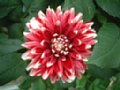 dahlia145.jpg