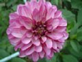 dahlia146.jpg