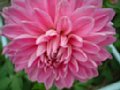 dahlia147.jpg