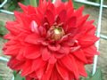 dahlia148.jpg