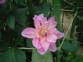 dahlia151.jpg