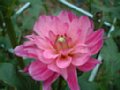 dahlia153.jpg