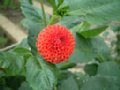 dahlia154.jpg