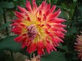 dahlia155.jpg