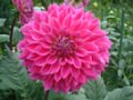 dahlia156.jpg